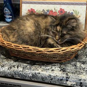 Lost Cat Bambi