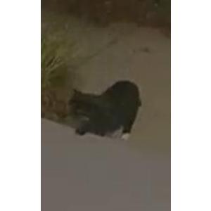 Found Cat Unknown