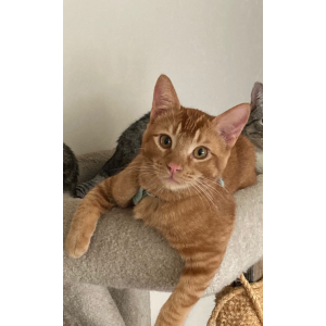 Image of Ollie (Orange Tabby), Lost Cat