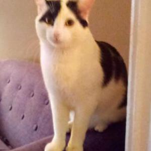 Lost Cat Corey