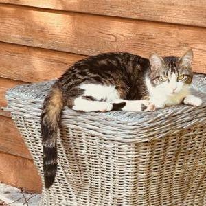 Lost Cat Frankie