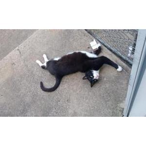 Lost Cat Borris