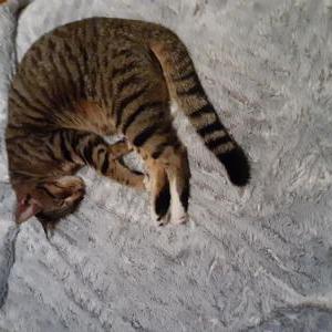 Lost Cat Jax