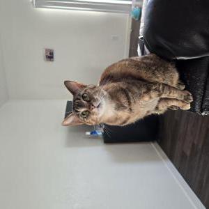 Lost Cat Bob