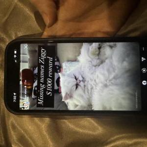 Lost Cat Ziggy