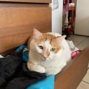 Lost Cat BiJoux