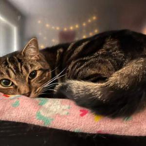 Lost Cat Pebbles