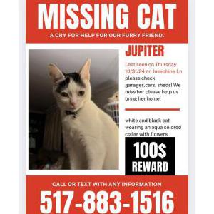 Lost Cat Jupiter