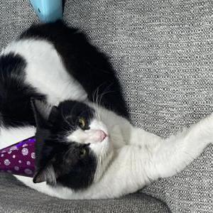 Lost Cat Prince