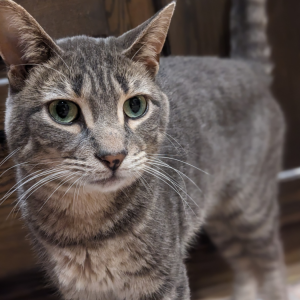 Lost Cat Pillboi
