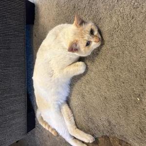 Found Cat Unknown