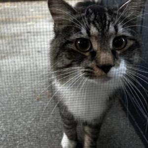 Found Cat Unknown
