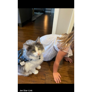 Lost Cat Floyd