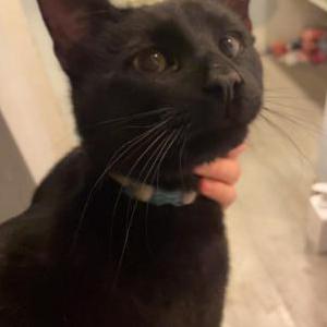 Lost Cat Smokey