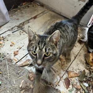 Found Cat unknown
