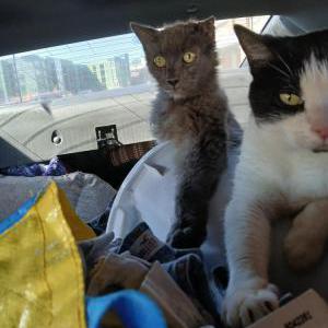 Lost Cat Smokey