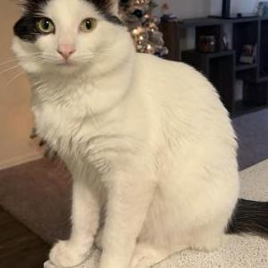 Image of Gizmo, Lost Cat