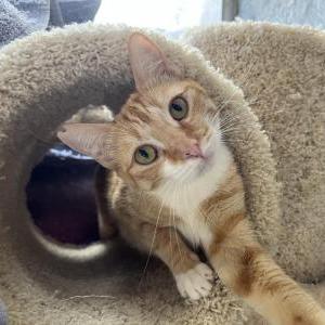 Lost Cat Pumpkin