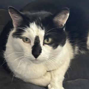 Lost Cat Jack