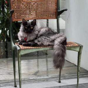 Lost Cat Joey