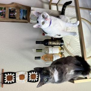 Lost Cat Rivi