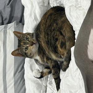 Lost Cat Robin