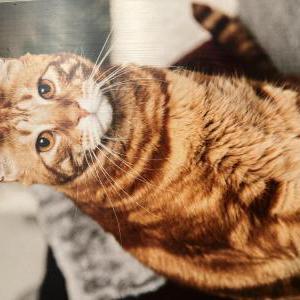 Lost Cat Copper