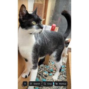 Lost Cat Moa