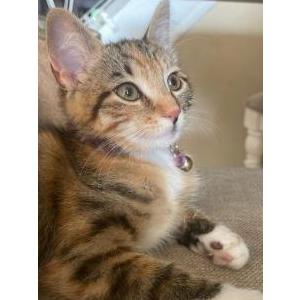 Lost Cat Penny