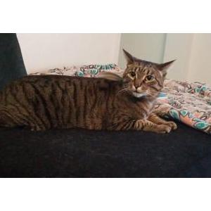 Lost Cat Molly