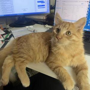 Lost Cat Tiger