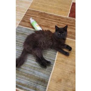 Lost Cat Thundera