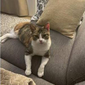 Found Cat Unknown