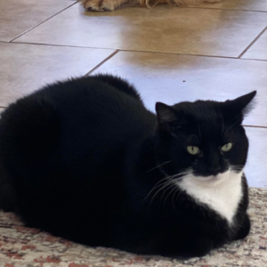 Lost Cat TT