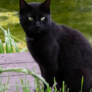 Lost Cat Coco