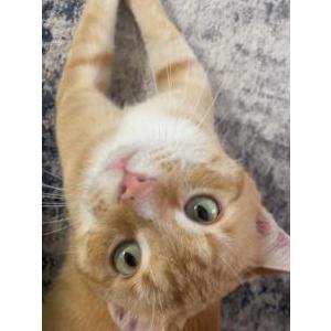 Lost Cat Mars