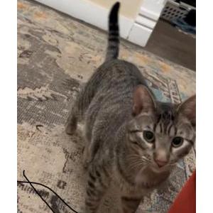 Lost Cat Velcro