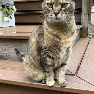 Lost Cat Sally