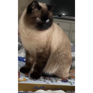 Lost Cat Luis/Lu