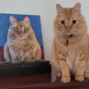 Lost Cat Cheeto