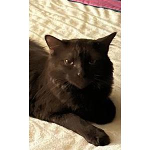 Lost Cat Moose