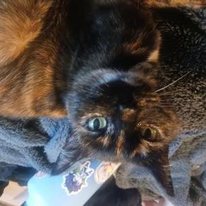 Lost Cat Zeytun