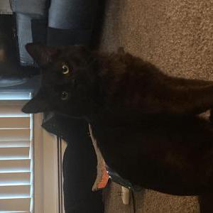 Lost Cat Nyx