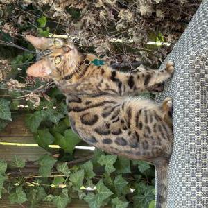 Lost Cat Josie