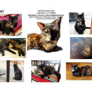 Lost Cat Sacha