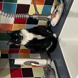 Image of Robbie, Lost Cat