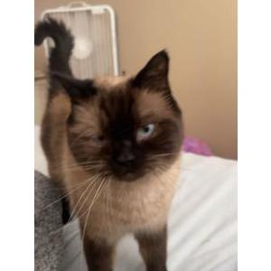 Lost Cat Louis