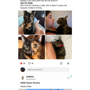 Lost Cat Magic