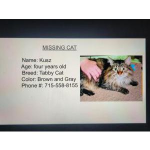 Lost Cat Kusz