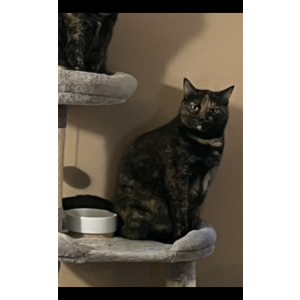 Lost Cat Kitty